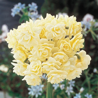 Spring Cheer Daffodil Seeds